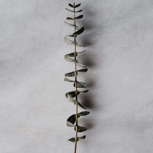 Eucalyptus